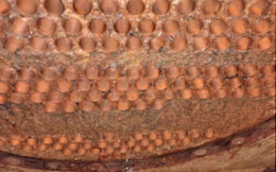 Industrial corrosion: how much is it costing your company (and how to stop it before the next shutdown)